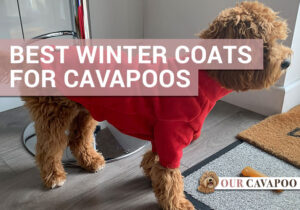 best winter dog coats for cavapoos