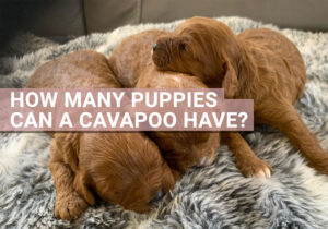 how many puppies can a cavapoo have
